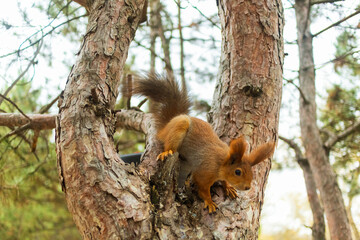 A squirrel runs through the pine trees