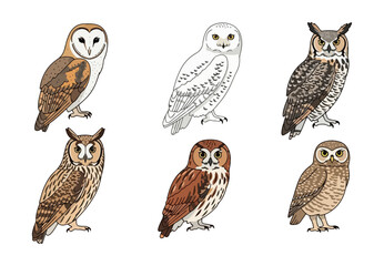 Various owl species illustrations on white background