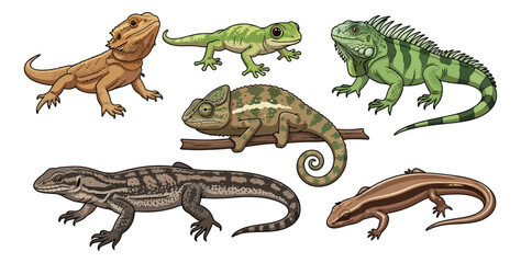 Naklejka premium Various reptiles illustration on black backdrop