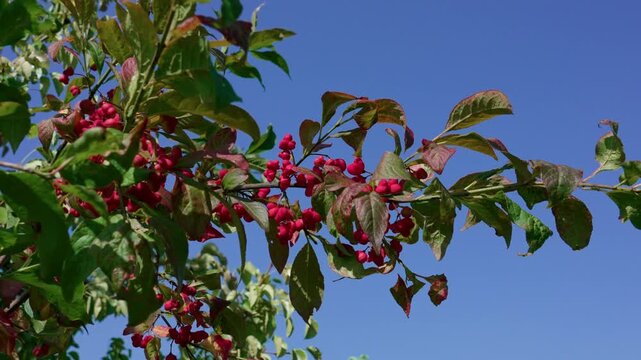The European spindle (Euonymus europaeus) of pink colour is swaying in the wind among green and reddish-burgundy leaves. Medium shot.