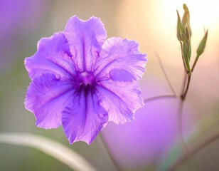 Purple Flower Close Up Soft Light