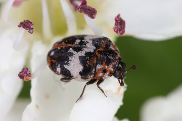 Carpet beetle, Anthrenus pimpinellae, species of skin beetles, Dermestidae family. An insect on a flower.
