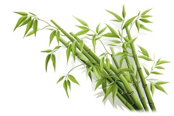 Fototapeta premium Bamboo plant white background asparagus.