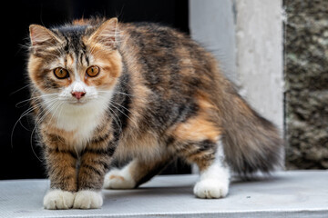 Cute Kitten Playing on Top of Table