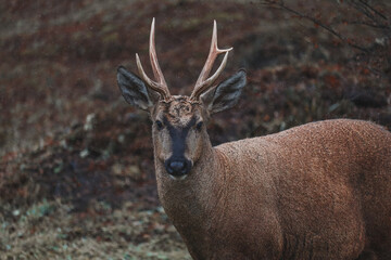 Miradas cruzadas con Huemul