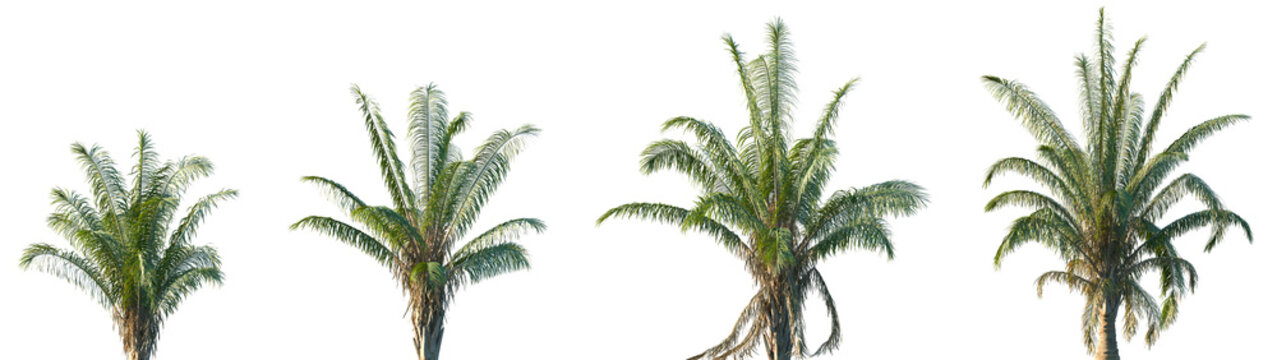 Set of Attalea Comune frontal palms set isolated png on a transparent background perfectly cutout