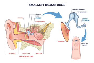 Smallest human bone diagram shows the stapes in the middle ear, with ossicles and eardrum labeled, explaining hearing mechanics and scale on fingertip. Outline diagram
