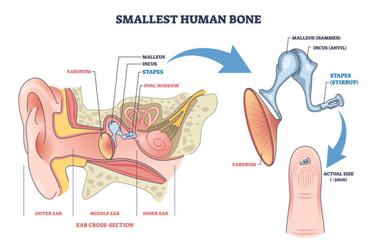 Smallest human bone diagram shows the stapes in the middle ear, with ossicles and eardrum labeled, explaining hearing mechanics and scale on fingertip. Outline diagram