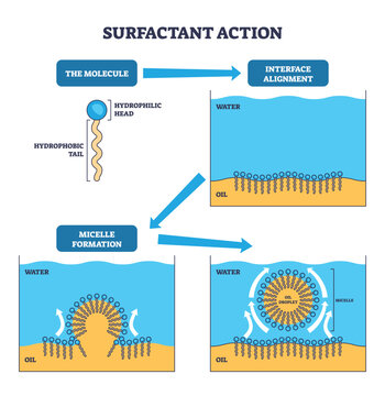 Surfactant action outline shows molecules aligning at the water-oil interface and forming micelles, key objects, hydrophilic head, hydrophobic tail, oil droplet. Outline diagram