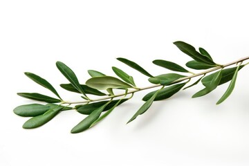 Olive branch plant herbs leaf.