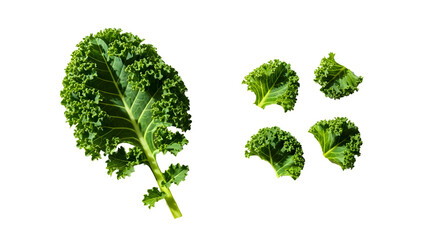 Fresh kale leaves isolated for nutrition, smoothie, salad creations