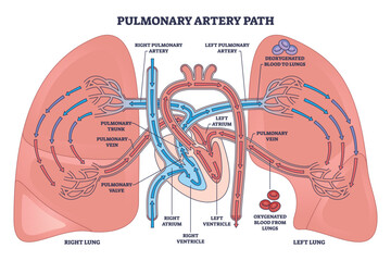 Pulmonary artery path shows cardiopulmonary circulation, deoxygenated blood from right ventricle to lungs, returning via pulmonary veins, heart, lungs, arteries highlighted. Outline diagram © VectorMine