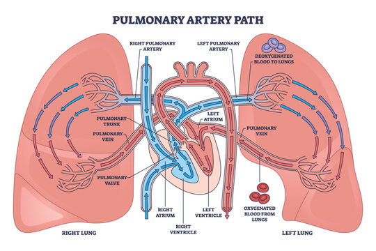 Fototapeta Pulmonary artery path shows cardiopulmonary circulation, deoxygenated blood from right ventricle to lungs, returning via pulmonary veins, heart, lungs, arteries highlighted. Outline diagram
