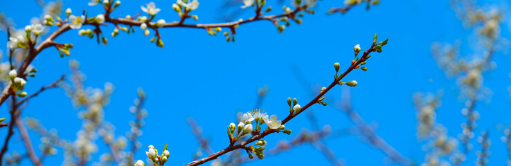 Banner with fresh cherry blossoms, blue sky.  Spring sunny day. Springtime atmospheric mood. Ethereal beauty spring or summer scene with fragile flowers.