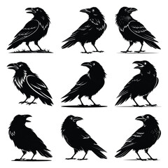 Set of vector black cheeky crow silhouette icon. Isolated black animal shape design element.