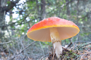 Fly Agarics in the deep forest.
