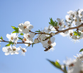 A bee collects nectar from the flowers