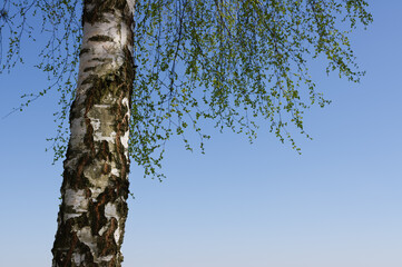 silver birch on blue sky background.