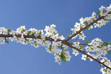 Blossom tree branch against the blue sky.