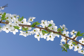Flowers on a tree branch against the blue sky.
