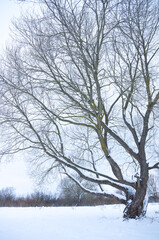 Snow-covered tree in a winter park.