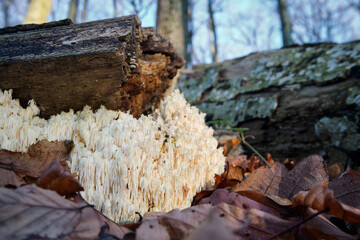 Hericium coralloides is a saprotrophic fungus, commonly known as coral tooth fungus or comb coral mushroom close-up in autumn forest