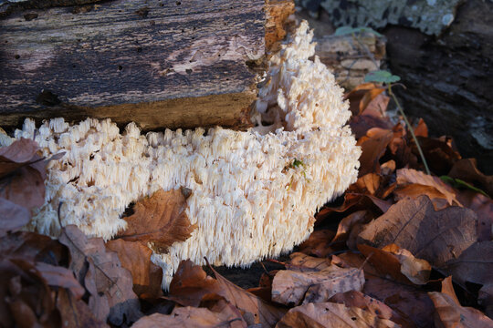 Hericium coralloides is a saprotrophic fungus, commonly known as coral tooth fungus or comb coral mushroom close-up in autumn forest