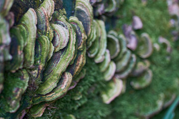 Trametes versicolor (Coriolus versicolor and Polyporus versicolor) close-up in forest