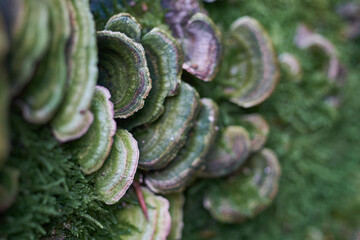 Trametes versicolor (Coriolus versicolor and Polyporus versicolor) close-up in forest
