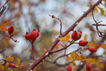 Ripe, red rosehip berries on a bush in an autumn field