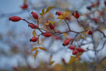 Ripe, red rosehip berries on a bush in an autumn field