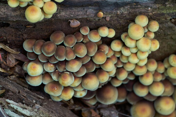 Cluster of Hypholoma fasciculare, commonly known as the sulphur tuft or clustered woodlover on the remains of a tree in forest