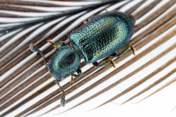 Necrobia violacea, known as the blacklegged ham beetle. Species of beetle in family Cleridae. An insect on a feather.