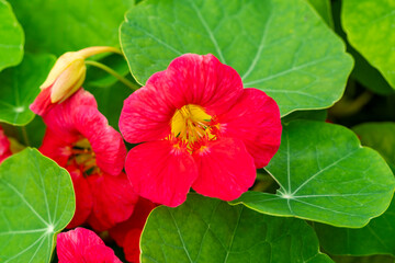 Tropaeolum majus 'Cherry Rose Jewel' a summer flowering plant with a red pink summertime flower commonly known as nasturtium, gardening stock photo image