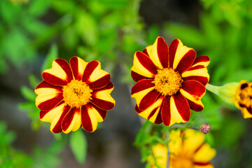 Tagetes patula 'Naughty Marietta' a spring summer and autumn fall flowering plant with a yellow and red summertime flower commonly known as French marigold, gardening stock photo image