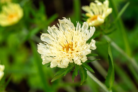Stokesia Laevis 'Mary Gregory' a summer autumn fall flowering plant with a cream yellow summertime flower commonly known as Stoke's Aster, gardening stock photo image