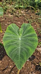 Large heart shaped green taro leaf with water droplets