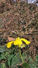 Bright yellow flower blooms in a field of dried grass and greenery