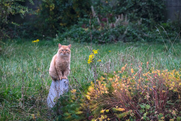 A ginger cat sits calmly on a stone in a lush green meadow with wild grass and yellow flowers, creating a serene natural scene. © Igor