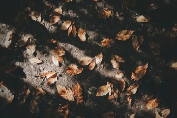 A pile of colorful autumn leaves scattered on the ground in a natural outdoor setting