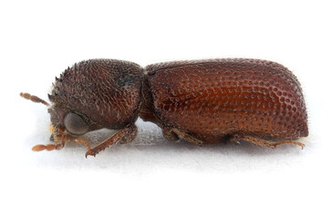 Prostephanus truncatus is commonly referred to as larger grain borer.