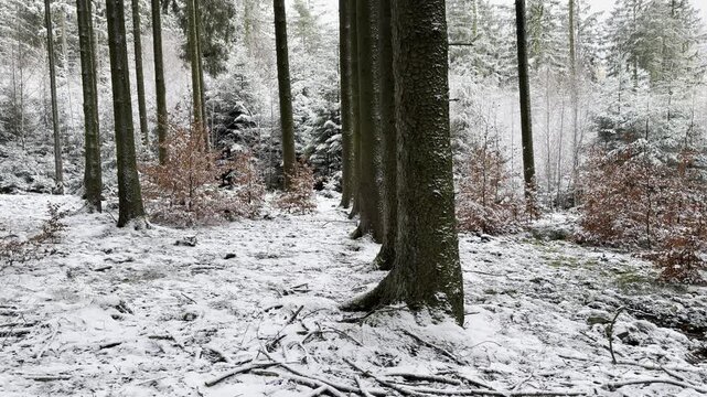 Zeitlupe einer Szenerie im Wald in der Winterzeit in HDR