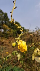 Close up of a delicate yellow flower blooming on a vine against a blurred natural background