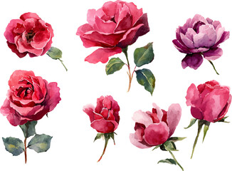 Fototapeta premium set of pink roses isolated