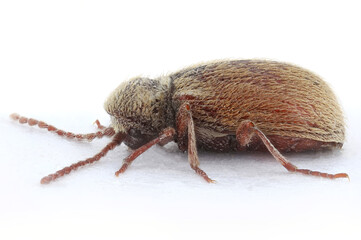 Ptinus tectus, often called the Australian spider beetle, is a species of insect in the family Ptinidae or Anobiidae.