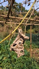 Dried plant matter hanging from a trellis in a garden