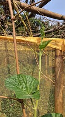 Young squash plant growing under protective netting
