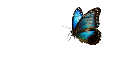 A vibrant blue butterfly with intricate wing patterns on a clean white background, showcasing its delicate beauty and striking colors.