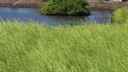 Yellow rice fields ready for harvest