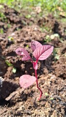 Young red leafed plant growing in soil